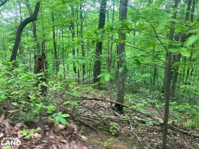 Little Trace Run-A Sportsman and Nature Enthusiasts Paradise