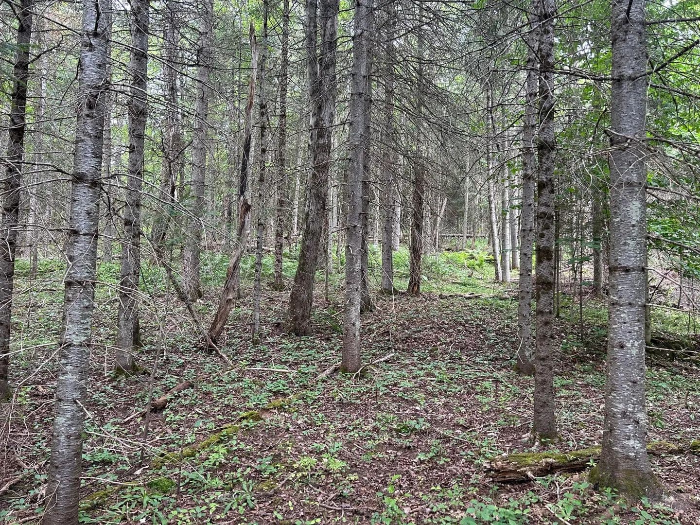 Lots & Land-Other in Saranac - Saranac, New York, 12981