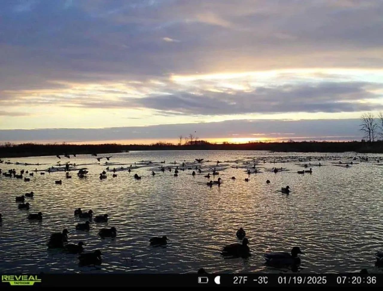 Turn-Key Waterfowl Tract: 83.17+/- Acres in the Heart of the Mississippi Flyway - New Madrid, Missouri, 63869