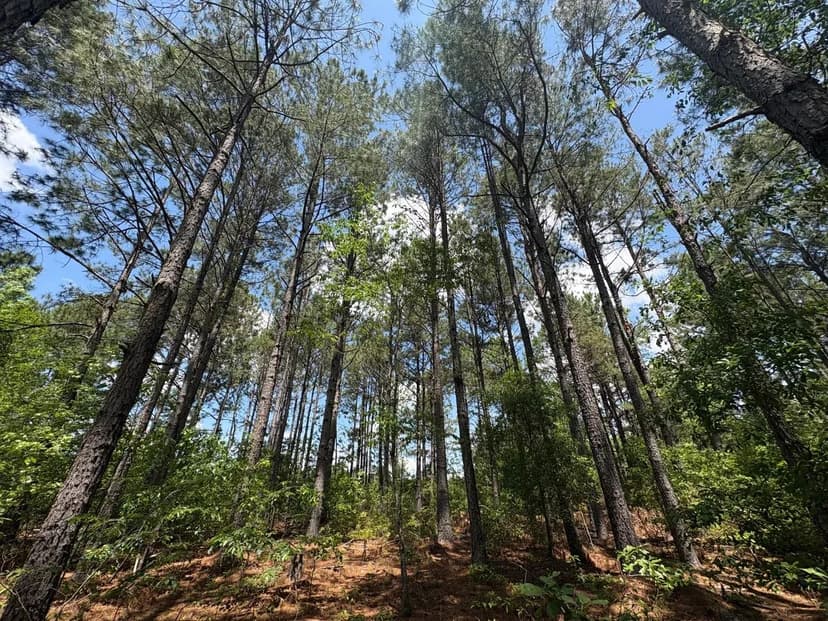 Buttermilk Tract - Sylvania