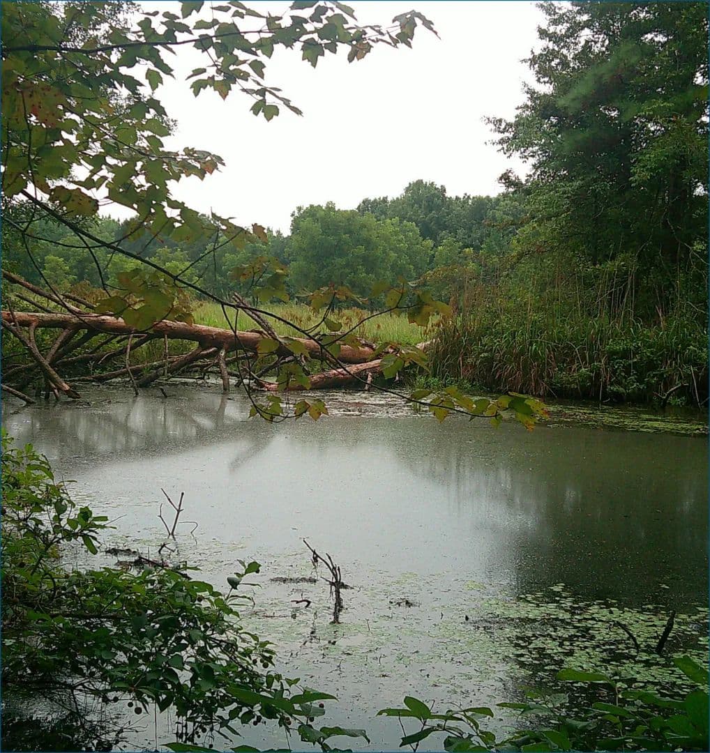 21.8 Acres in Monroe County in Smithville, MS - Smithville, Mississippi, 38870