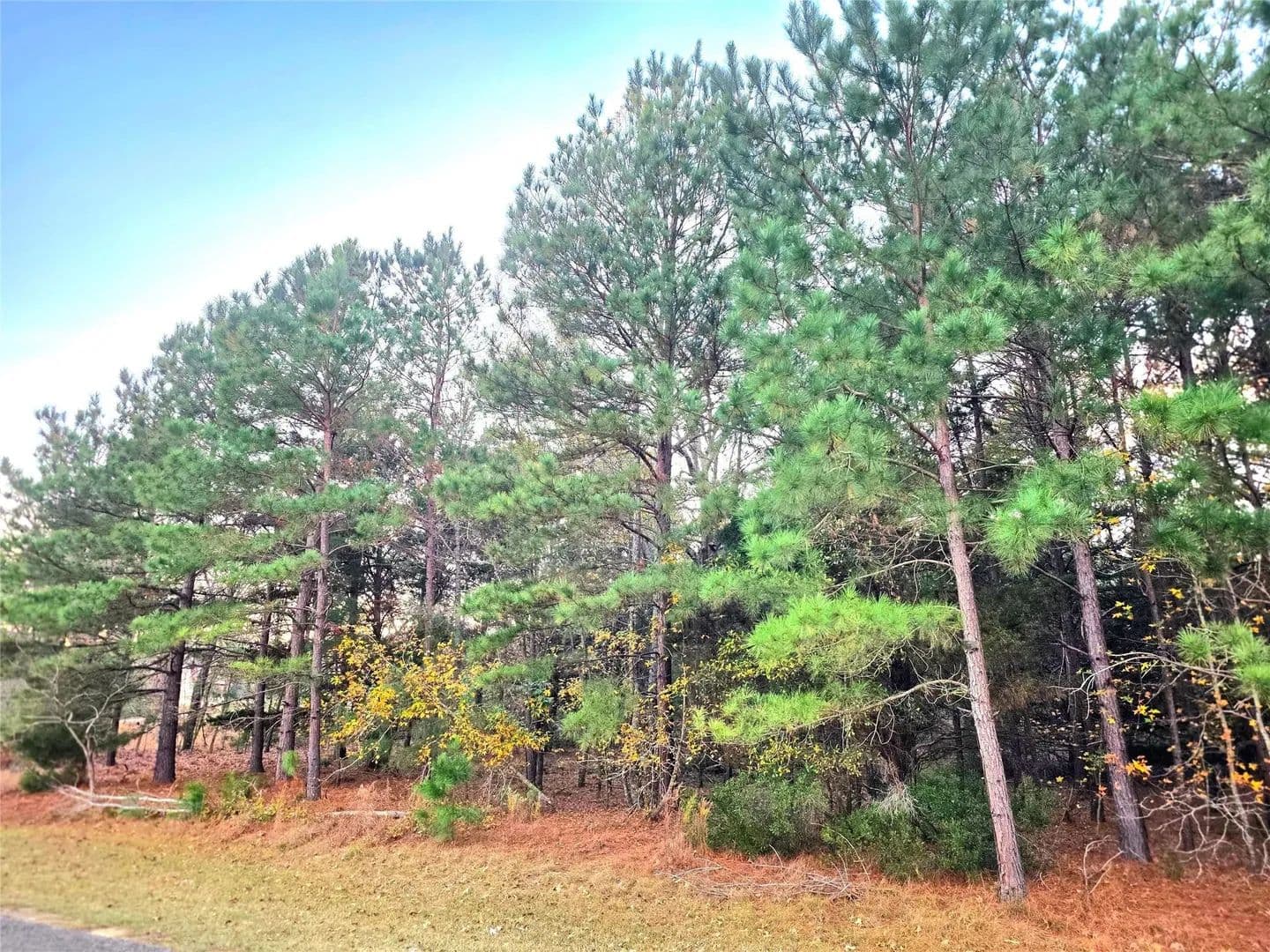 Vacant Land in Larue - Larue, Texas, 75770