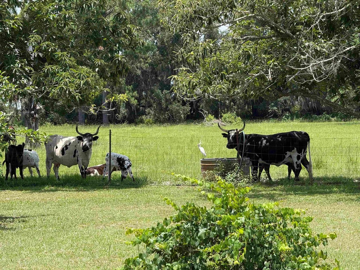 40 Acres of Land for Sale in Madison, FL - Madison, Florida, 32340
