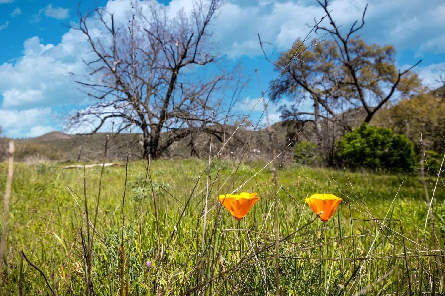 Lots & Land-Other in Mokelumne Hill - Mokelumne Hill, California, 95245