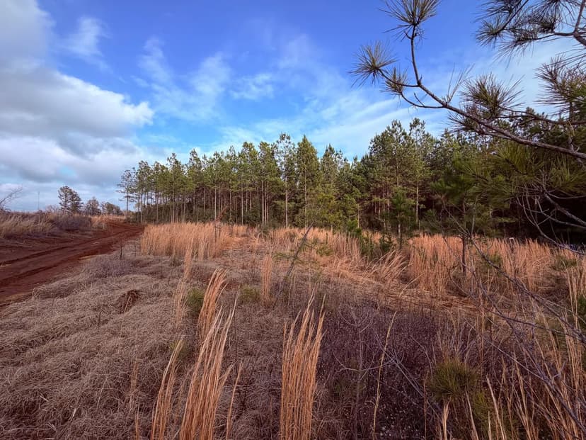 Carr Station Pines at Lake Sinclair