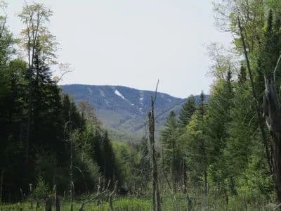Oven Mountain Forest