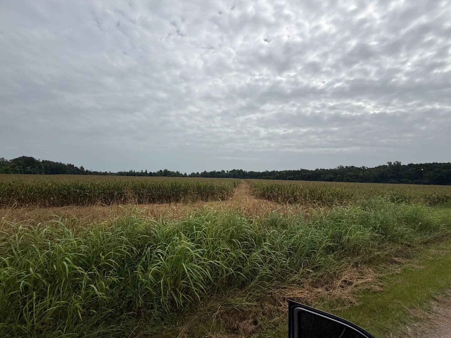 LA - Richland 80 acres +/- - Louisiana, 71269