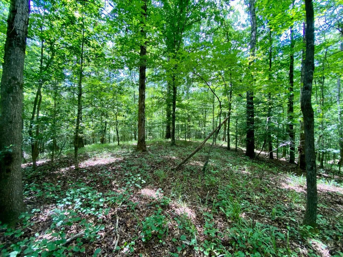 Northside: Lesueur Rd. Hunting - Timber & Homesite Tract - Northport, Alabama, 35475