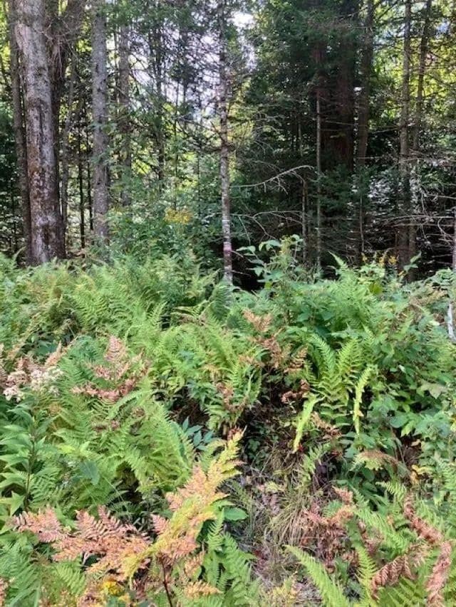 Lots & Land-Other in Morgan - Morgan, Vermont, 05853