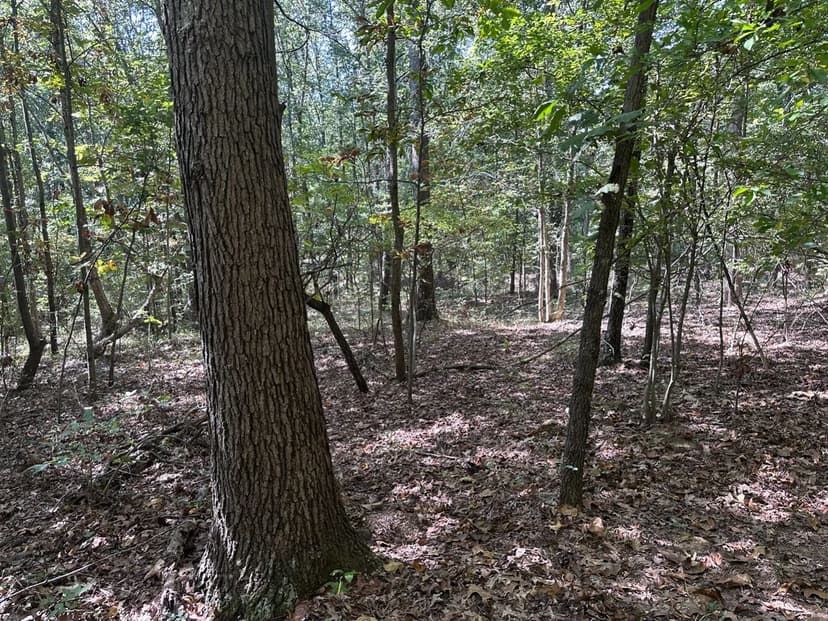 79± Acres of Great Hunting w/Timber Value & Potential Home Sites for Sale—Wayne County 