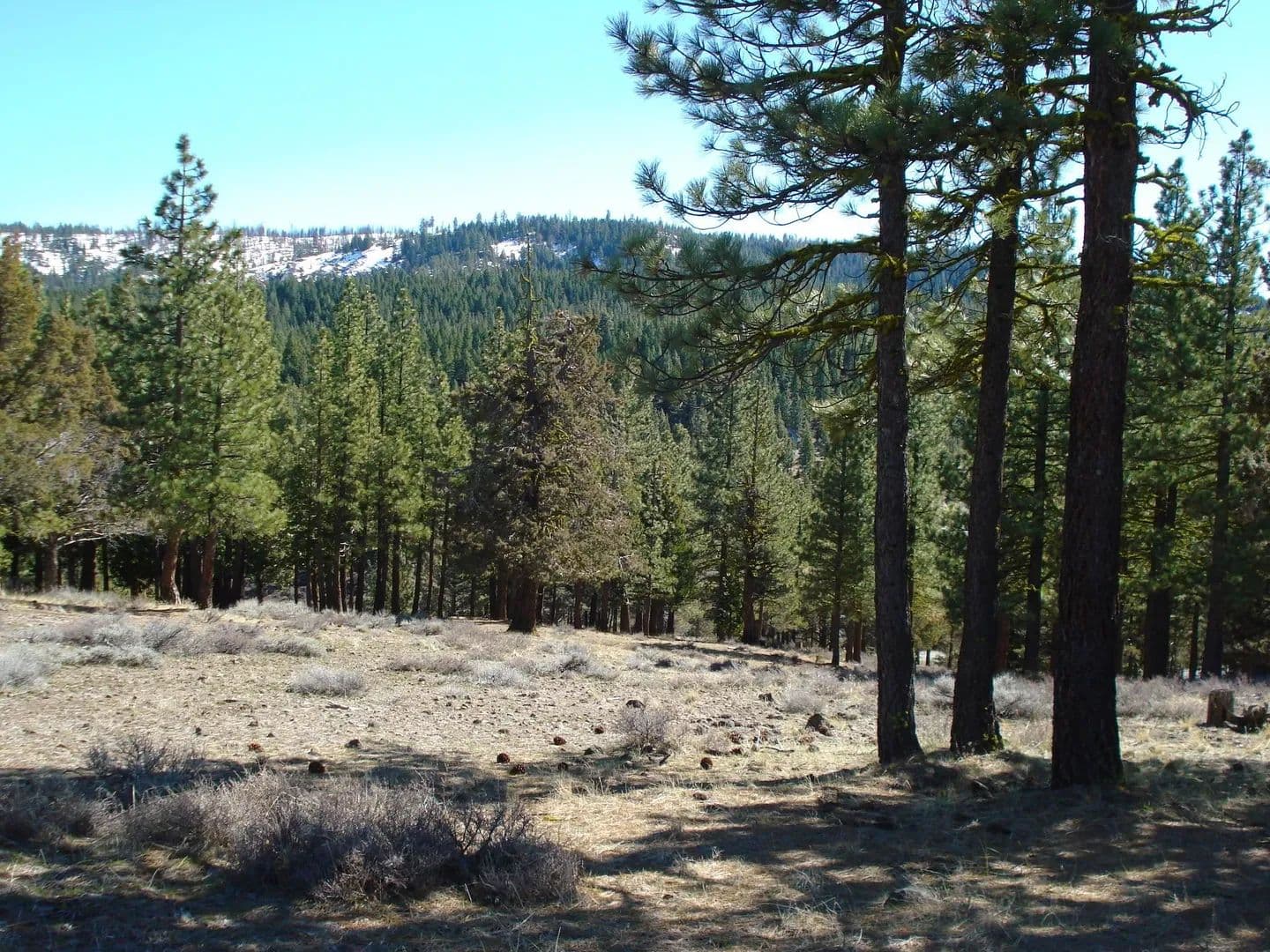 Vacant Land in Portola - Portola, California, 96122