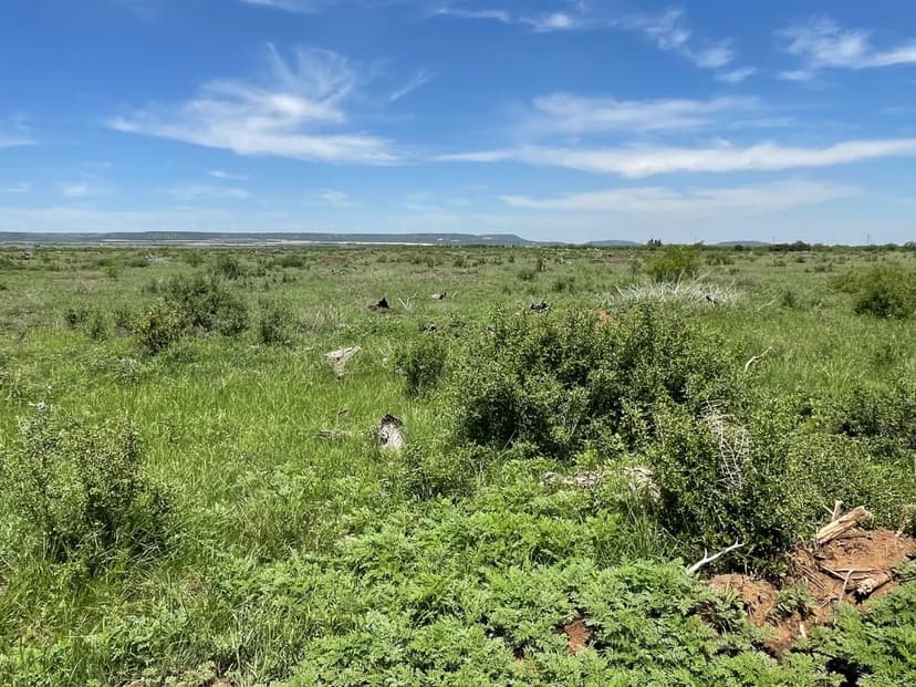 25 Acres (Tr 3), Taylor County