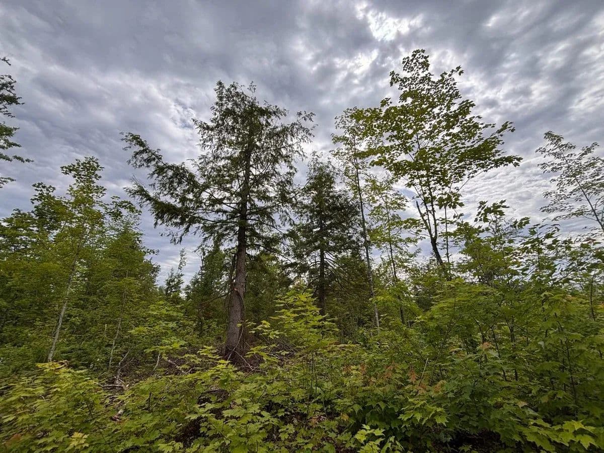 Pike Lake Road - Toivola, Michigan, 49965