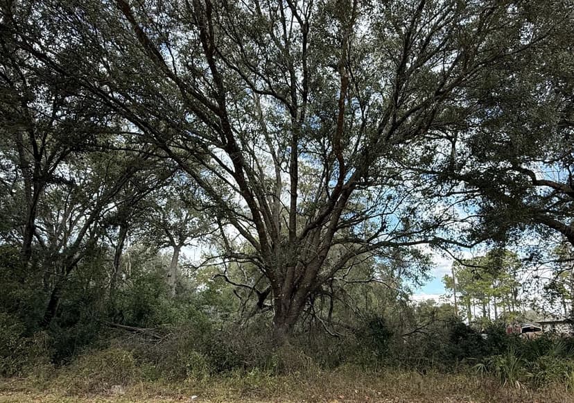 Land -Single Family Acreage in Dade City