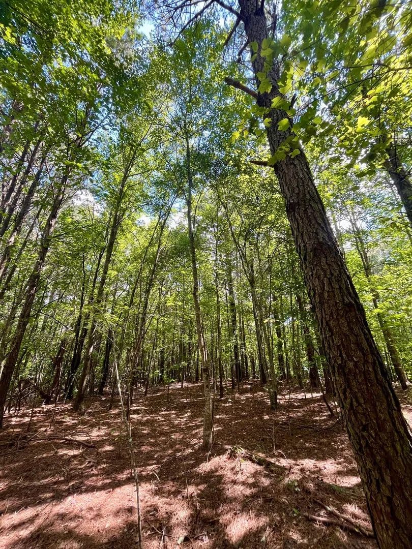 16 +/- Acre Tract in Woodland, AL - Woodland, Alabama, 36280