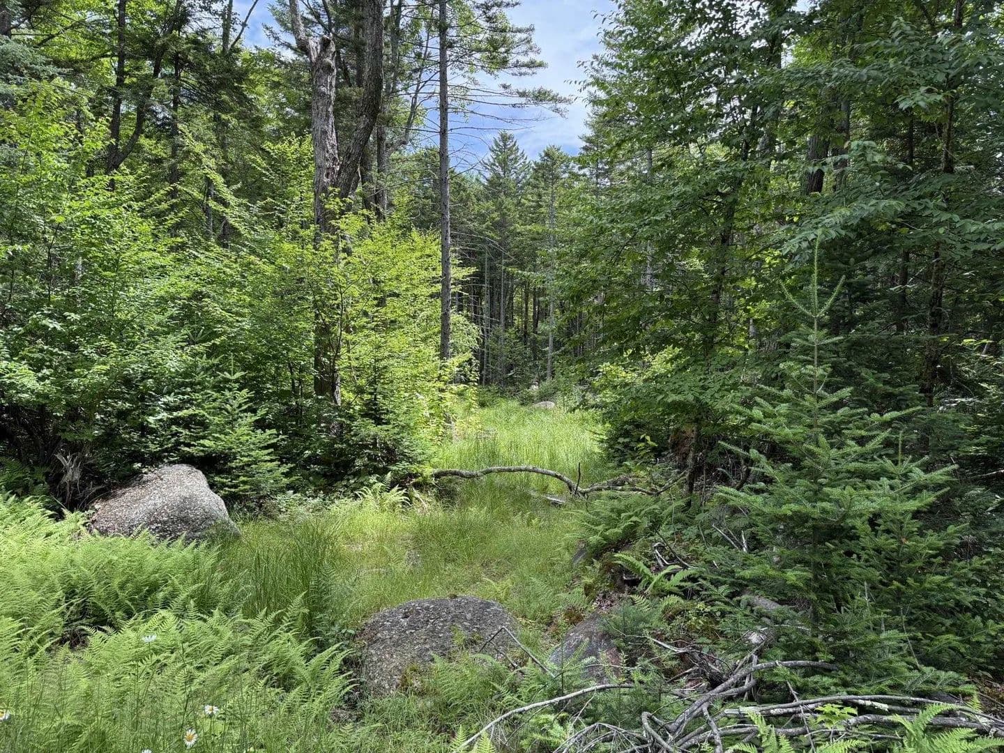 Vacant Land in Washington - Washington, New Hampshire, 03280