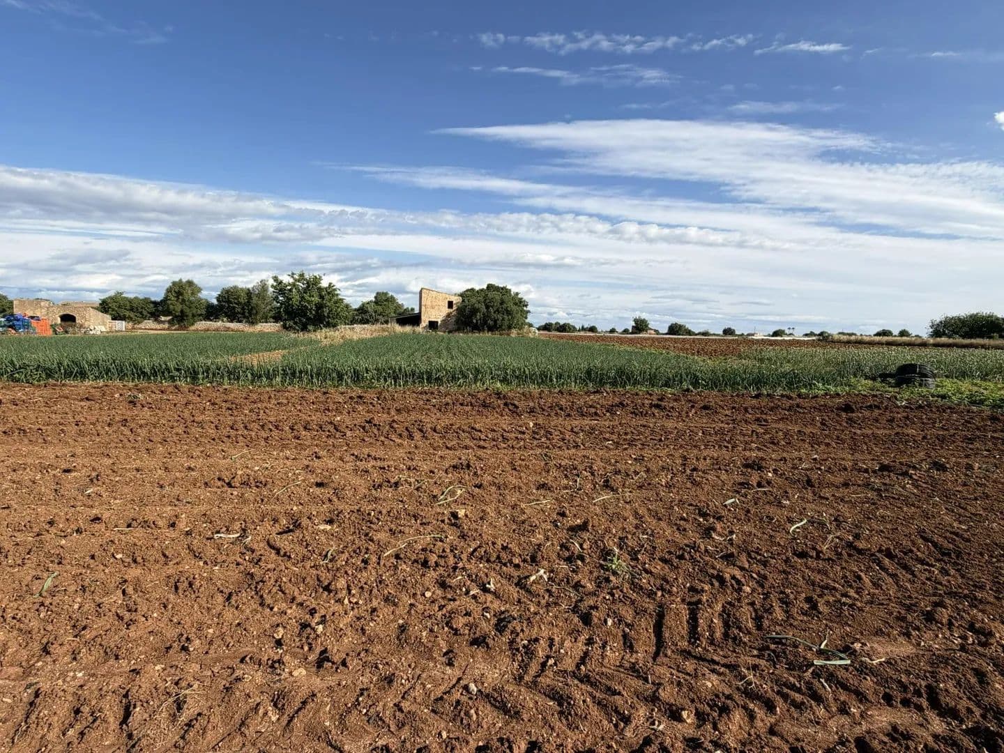 Land for Sale in Manacor, 1420 - land for sale