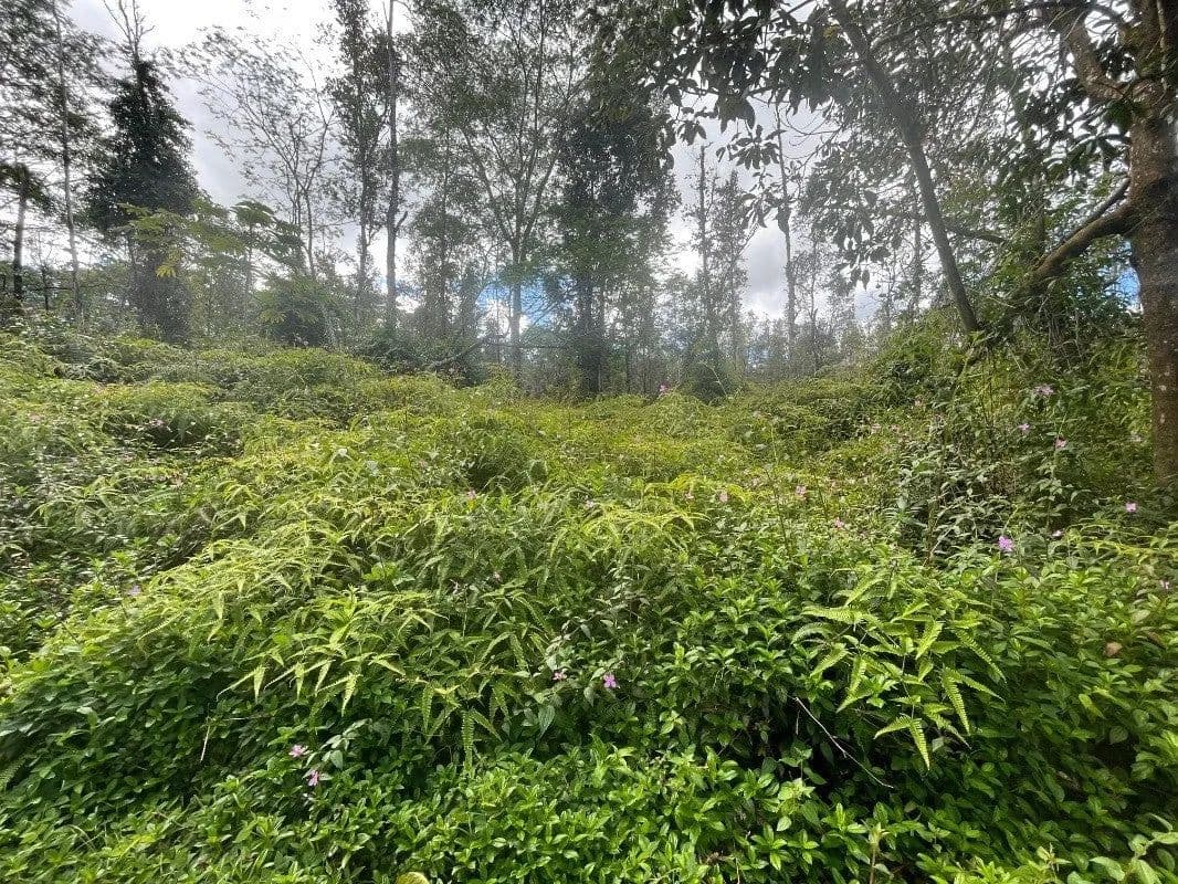 Lots & Land-Other in Pahoa - Pahoa, Hawaii, 96778