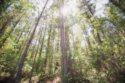 Red Rooster Farms - Horse/Timber/Recreational Property