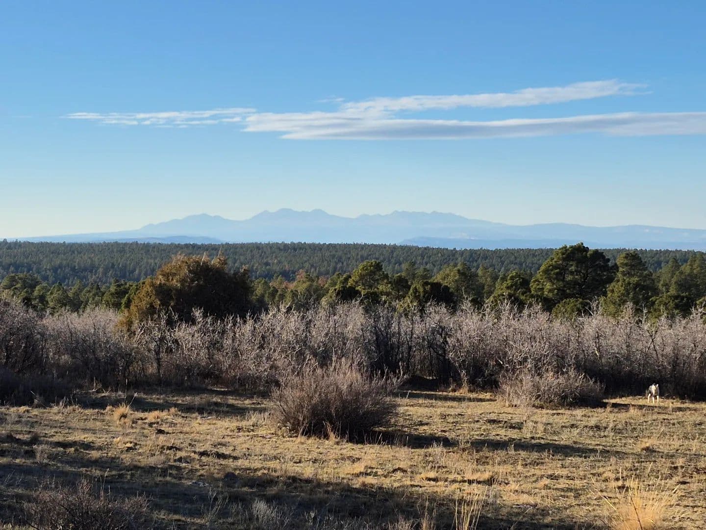 Vacant Land in Norwood - Norwood, Colorado, 81423
