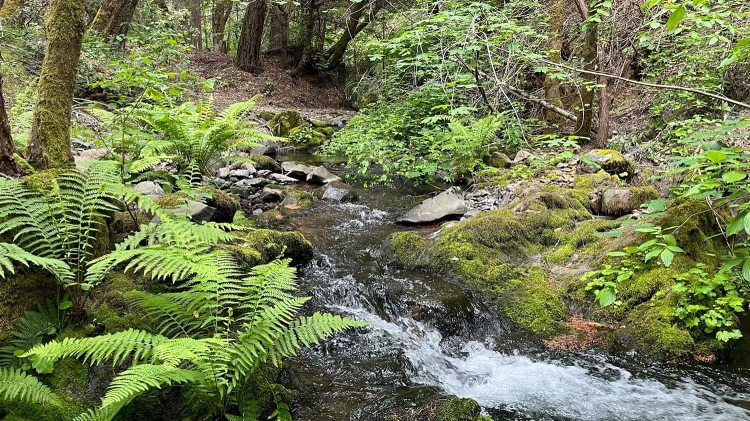 20 Acres of Land for Sale in North San Juan, California - North San Juan, California, 95960
