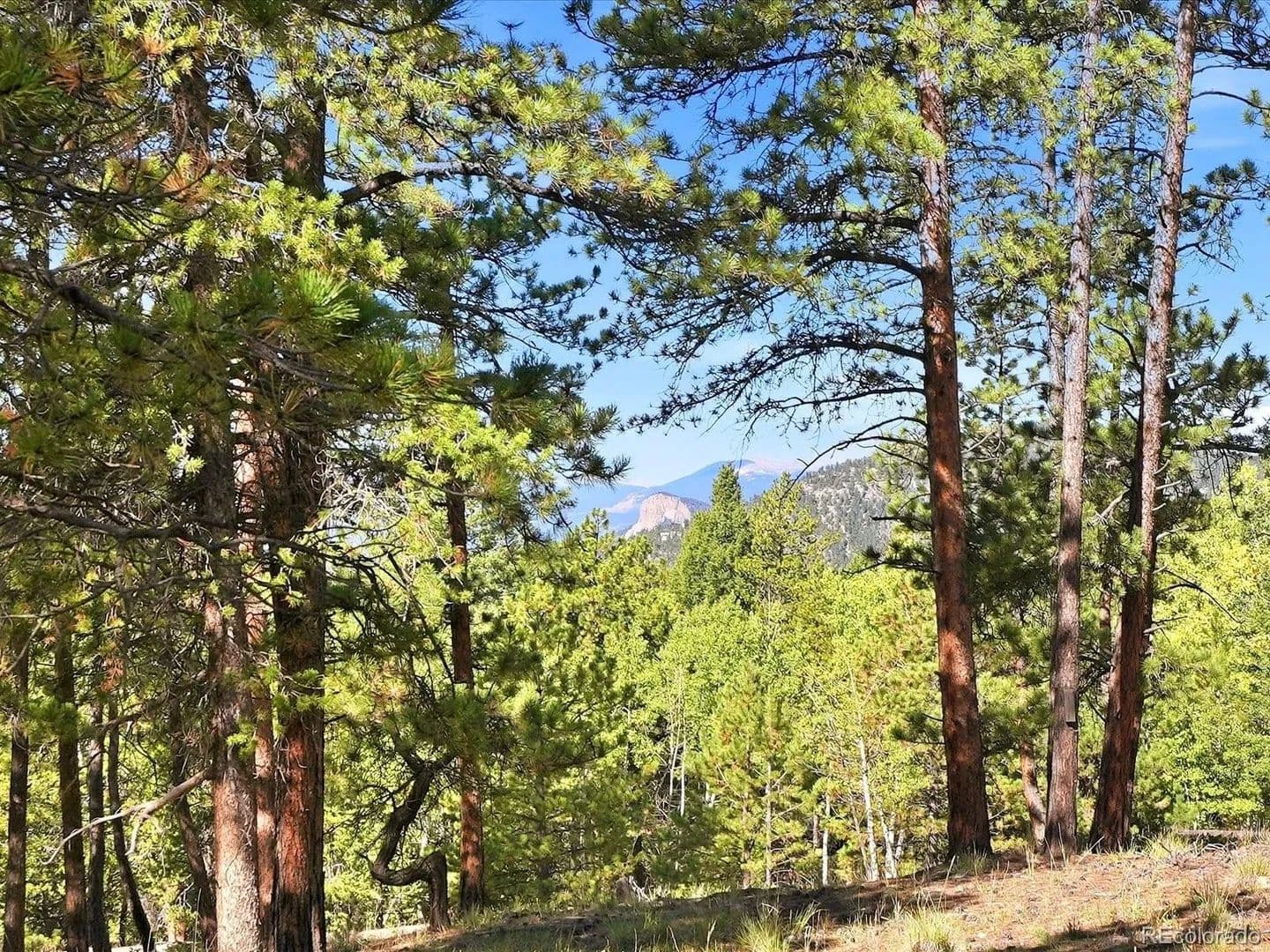 14.3 Acres of Land for Sale in Conifer, CO - Conifer, Colorado, 80433