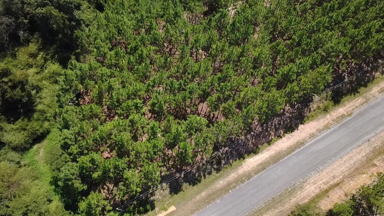 67 Acres in Wilcox County, GA  - Rochelle, Georgia, 31079