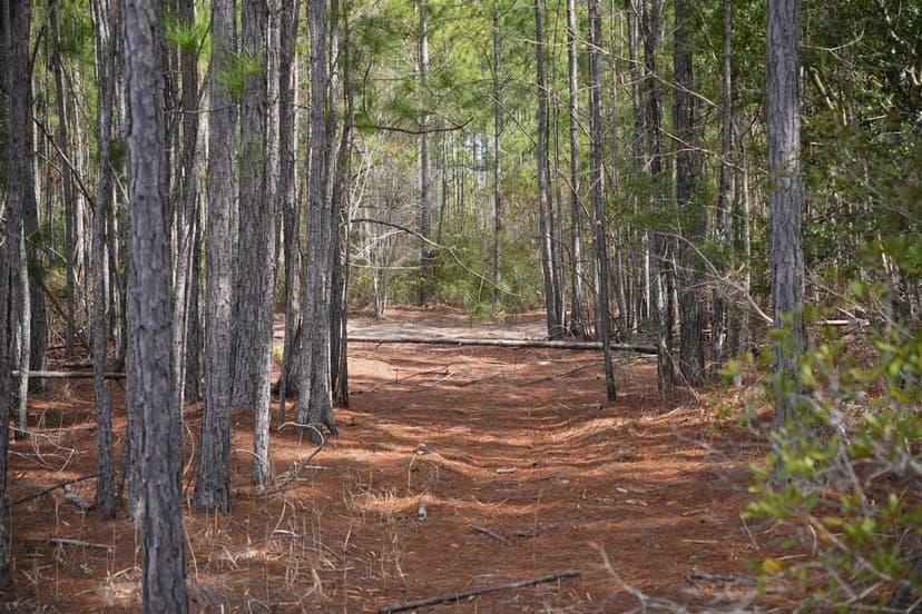 3 +/- Ac Land for Sale in Charlton County, GA