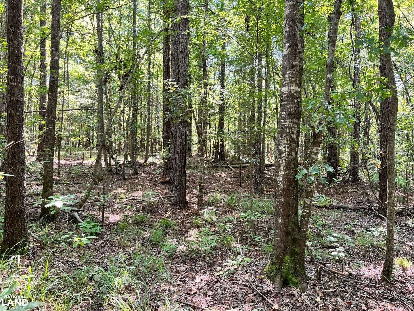 Perfect 25-Acre Hunting Tract - Sardis, Alabama, 36775