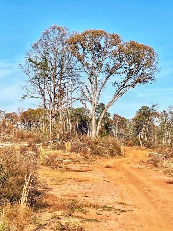 Fullerton-Phillips & Greer Road