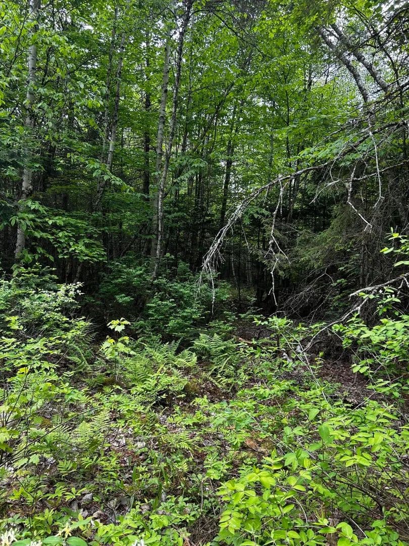 2.9 Acres of Land for Sale in Newport, Maine - Newport, Maine, 04953
