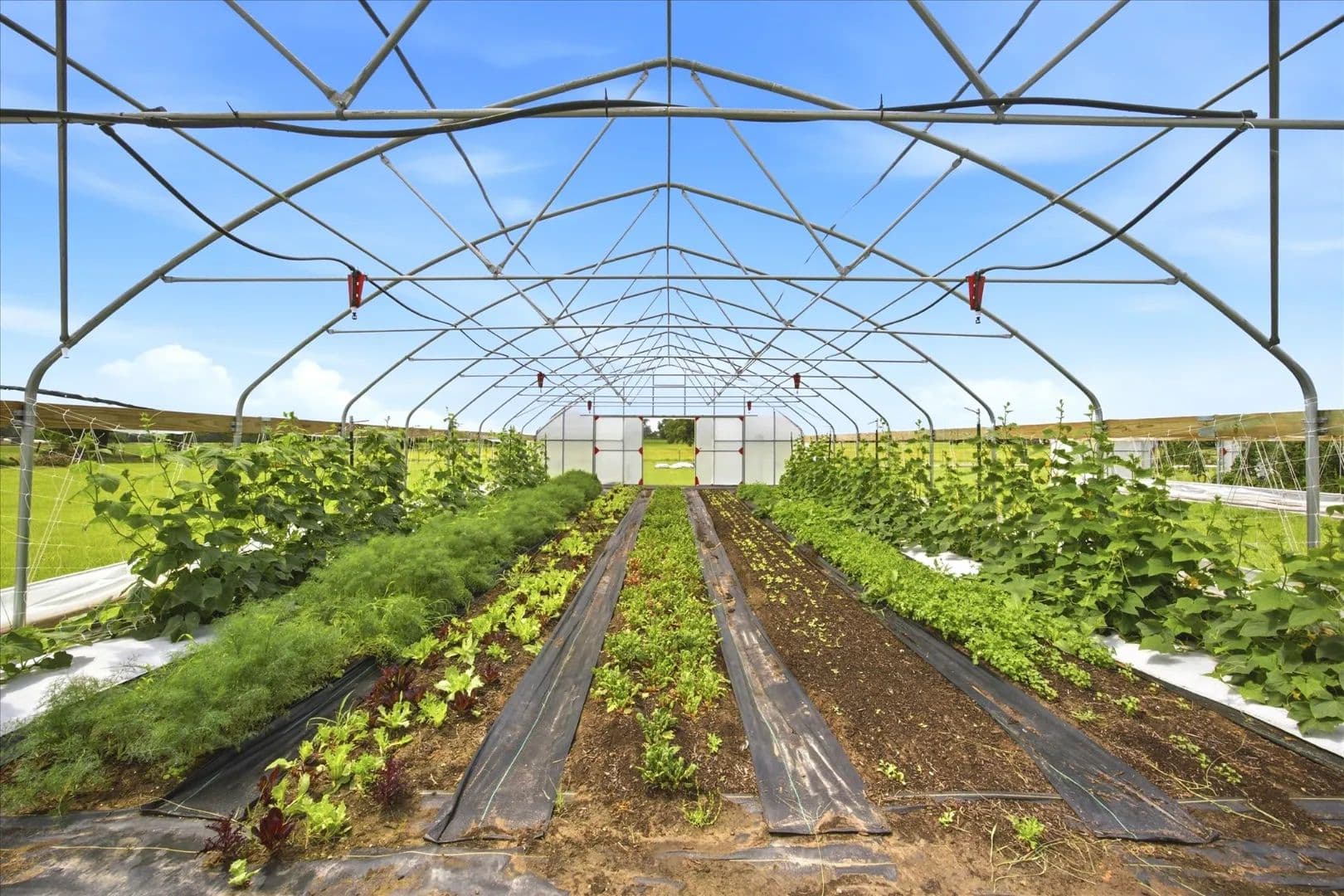 Emory Market Gardens — Specialty Mushrooms & Garden-Fresh Produce - Emory, Texas, 75440