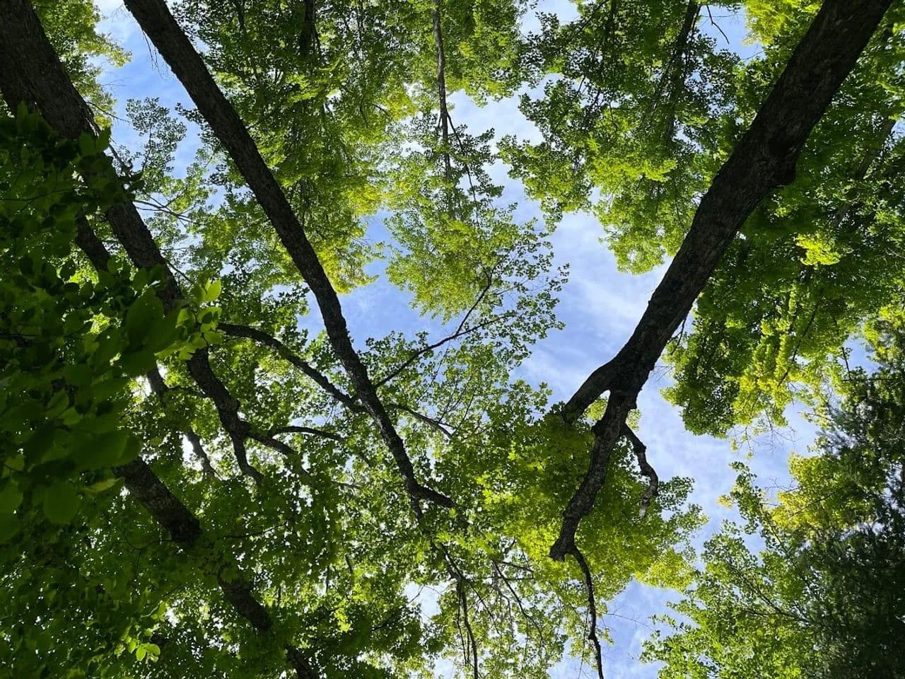 40 Acre Remote Recreational 50156767 - Twin Lakes, Michigan, 49965