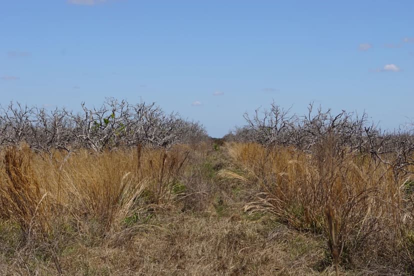 Rural Estate Homesite (22 +/- Acre Parcel)