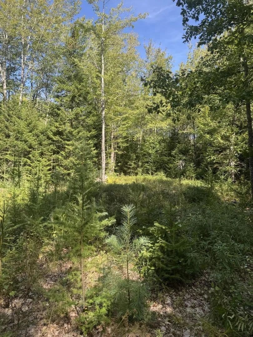 Land -Single Family Acreage in Harrington