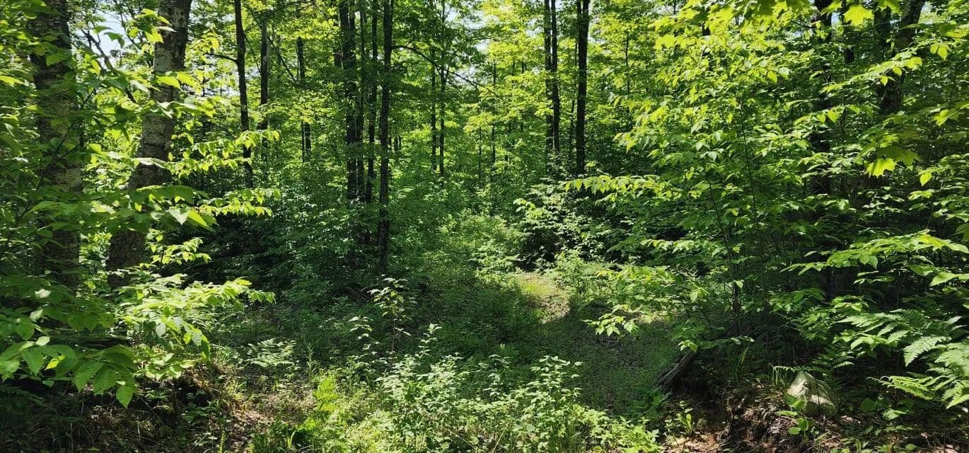 Vacant Land in Hessel - Hessel, Michigan, 49745
