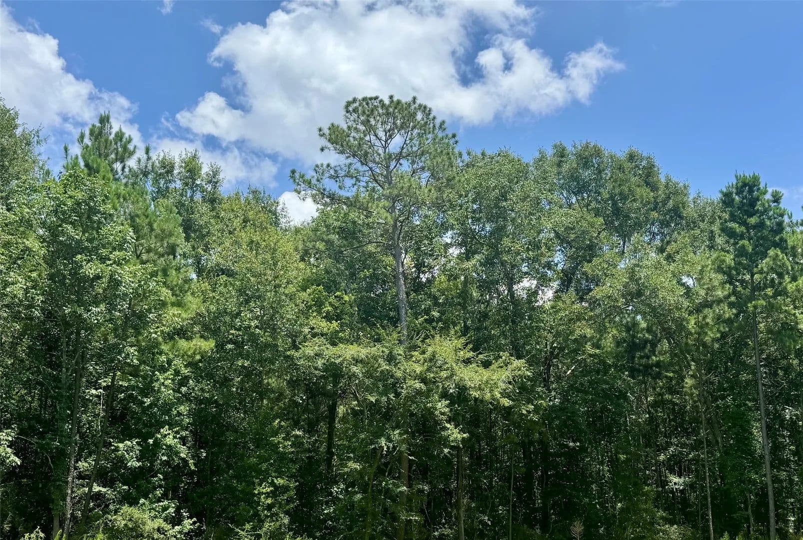 1.02 Acres of Land for Sale in Livingston, TX - Livingston, Texas, 77351