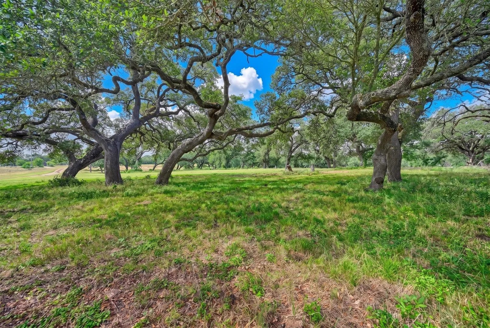 60.35 Acres of Land for Sale in Burton, TX - Burton, Texas, 77835