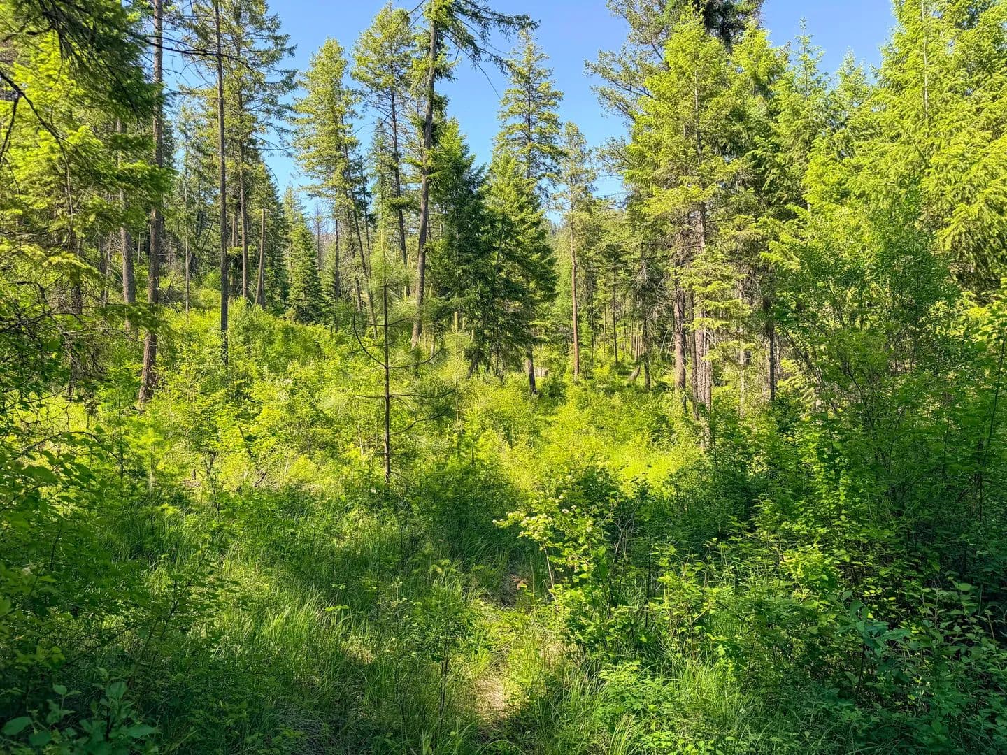 20 Acres of Land for Sale in Addy, Washington - Addy, Washington, 99101