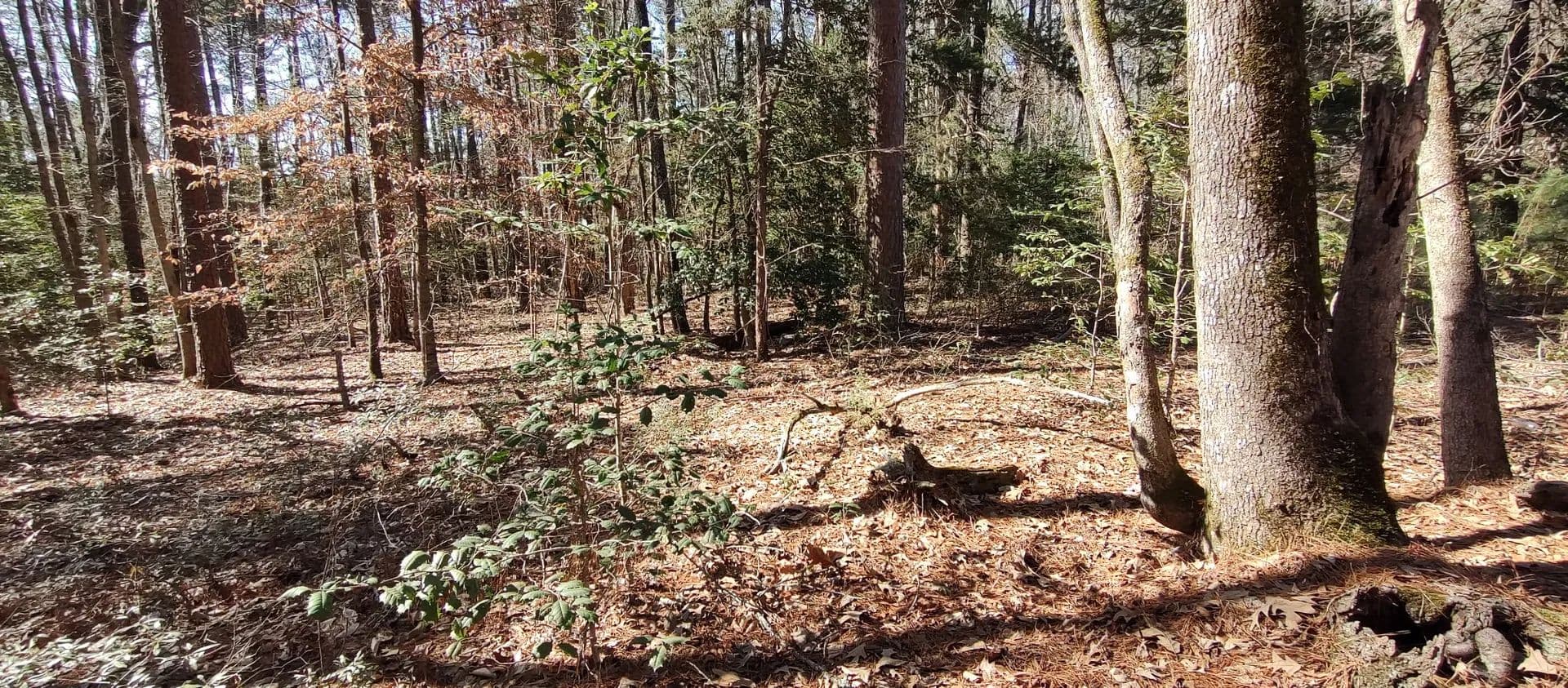 Vacant Land in Chidester - Chidester, Arkansas, 71726