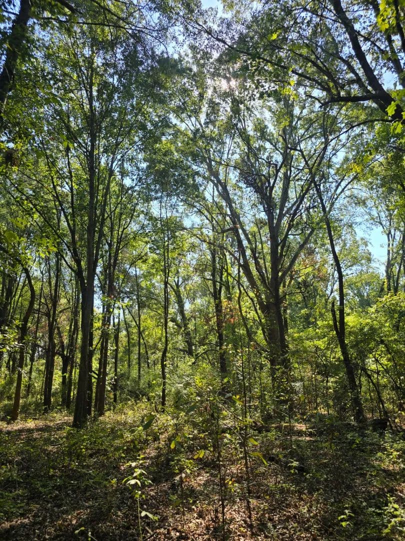 10 Acres in Washington County, MS  - Greenville, Mississippi, 38701
