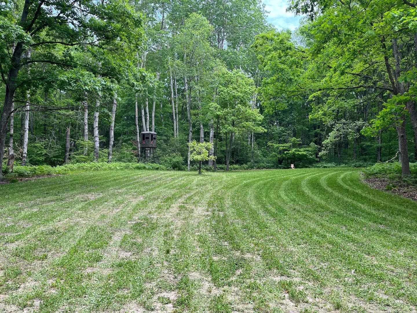 40 Acres of Land for Sale in White Cloud, MI - land for sale