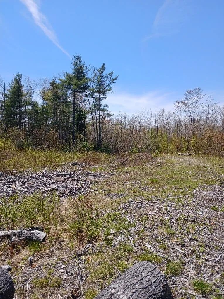 40.44 Acres of Land for Sale in Deblois, Maine - Deblois, Maine, 04622