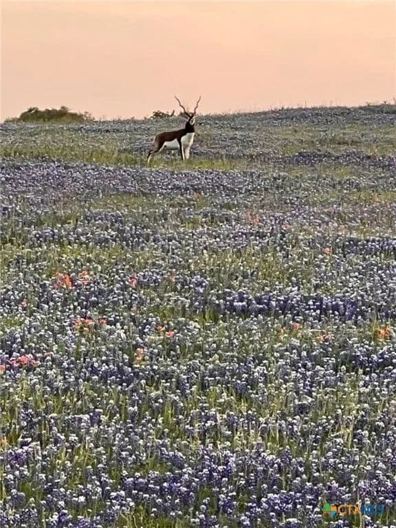 Property from 2265 County Road 106 - KW