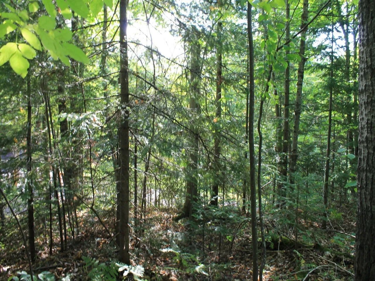 Vacant Land (0-10 Acres) in Anderson - Anderson, Wisconsin, 54565