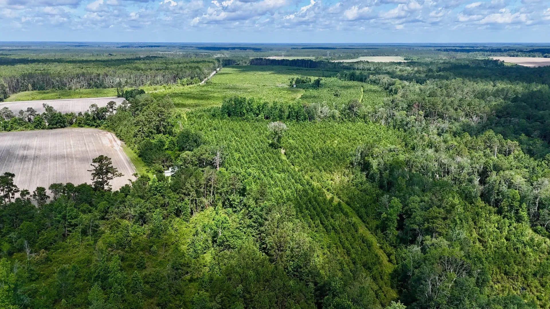 203 Acres of Land for Sale in Odum, GA - Odum, Georgia, 31555