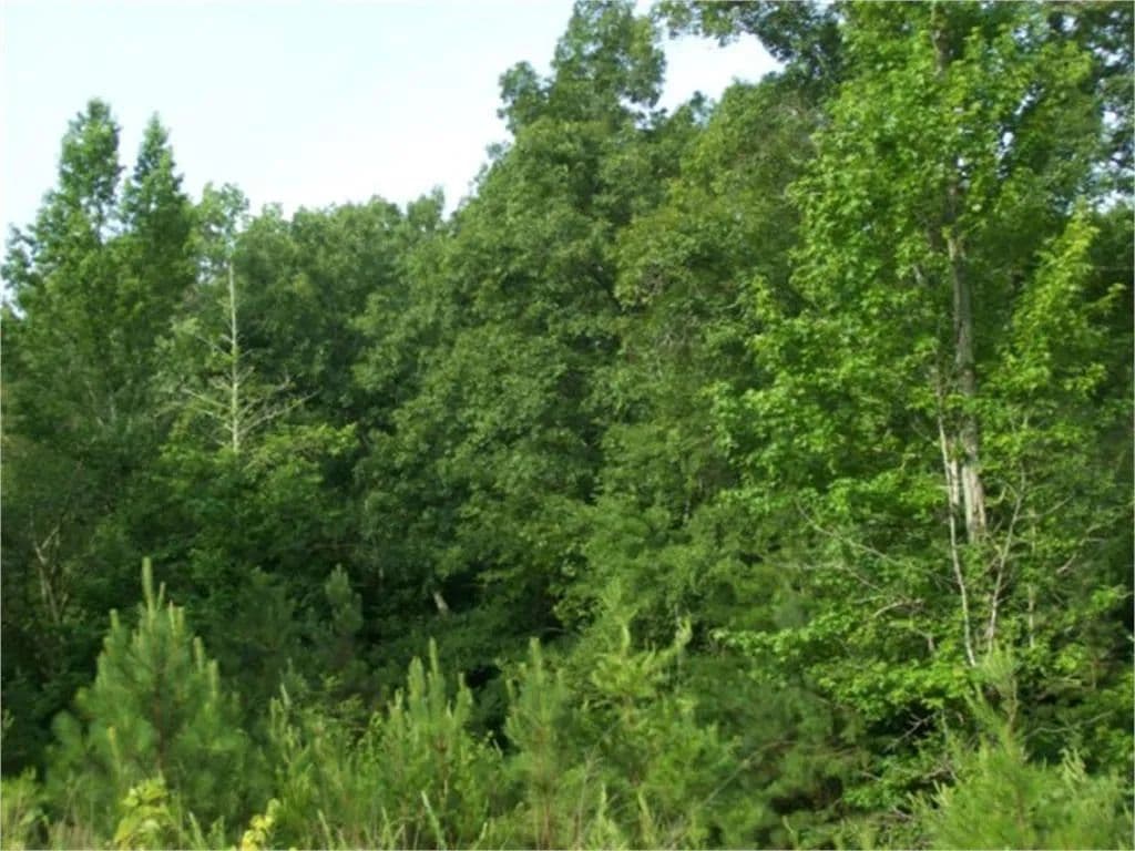 Property from 00 Dr Johnson Road - KW - Crandall, Georgia, 30711