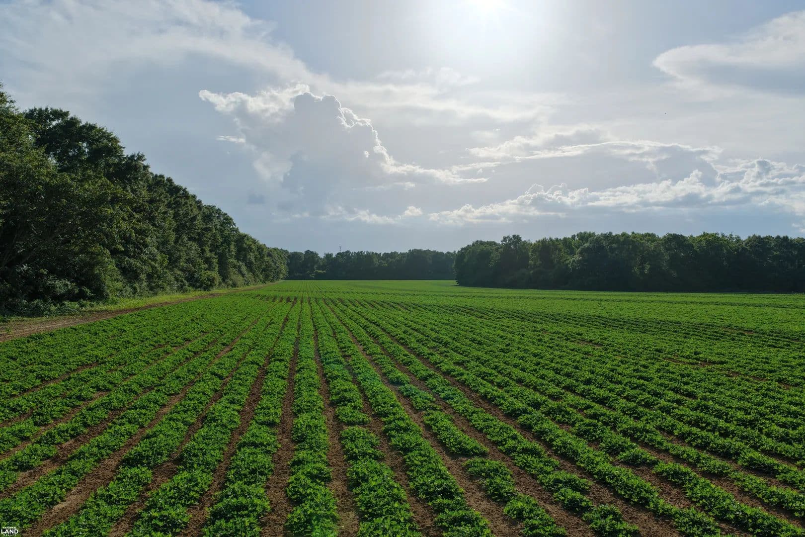 Malvern Homesite and Mini Farm - Malvern, Alabama, 36349