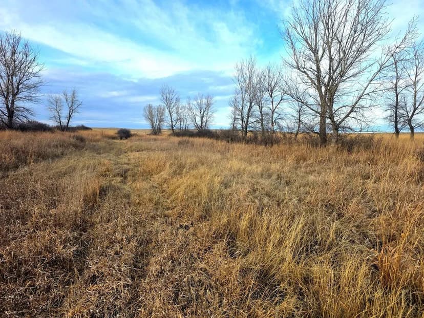 Affordable CRP Parcel with Mature Tree Row & Good Hunting Opportunities