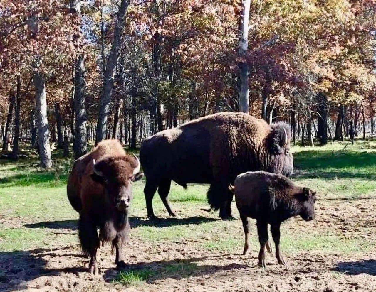 375 acre Elk & Buffalo Ranch - Lewiston, Michigan, 49756